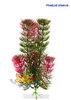 Wasserpflanze Red Anacharis mittel 18-21 cm Kunststoff Deko Aquarium