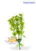 Wasserpflanze Pfennigkraut klein 13-16 cm Kunststoff Deko Aquarium